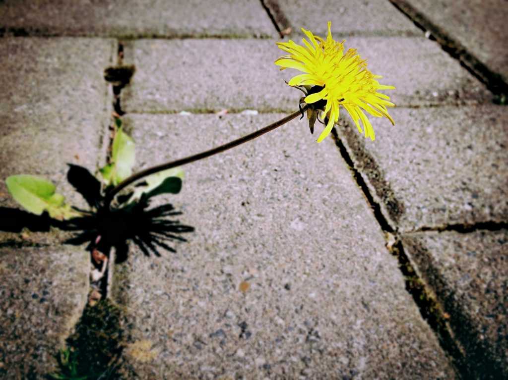 A dandelion between paving